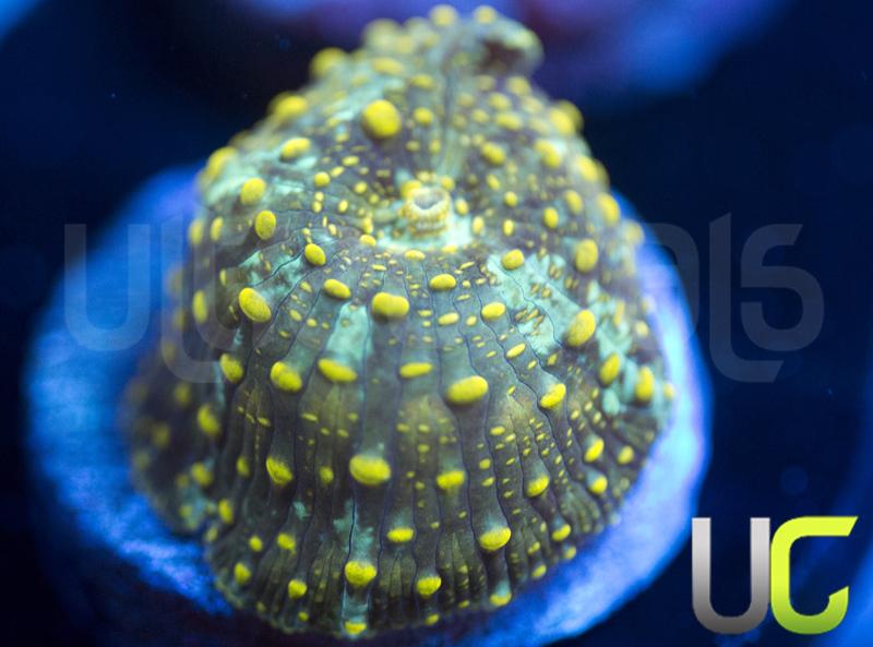 UC Yellow Spot Mushrooms