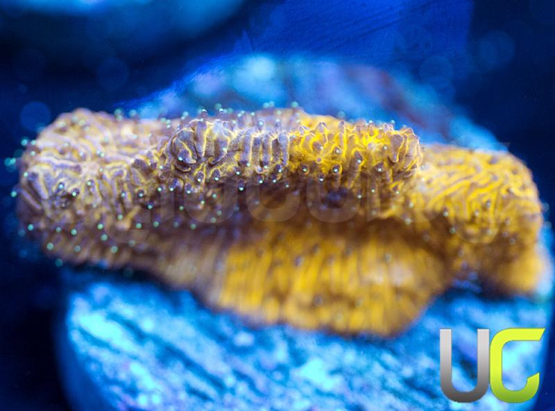 LC Grafted Tiger Litho