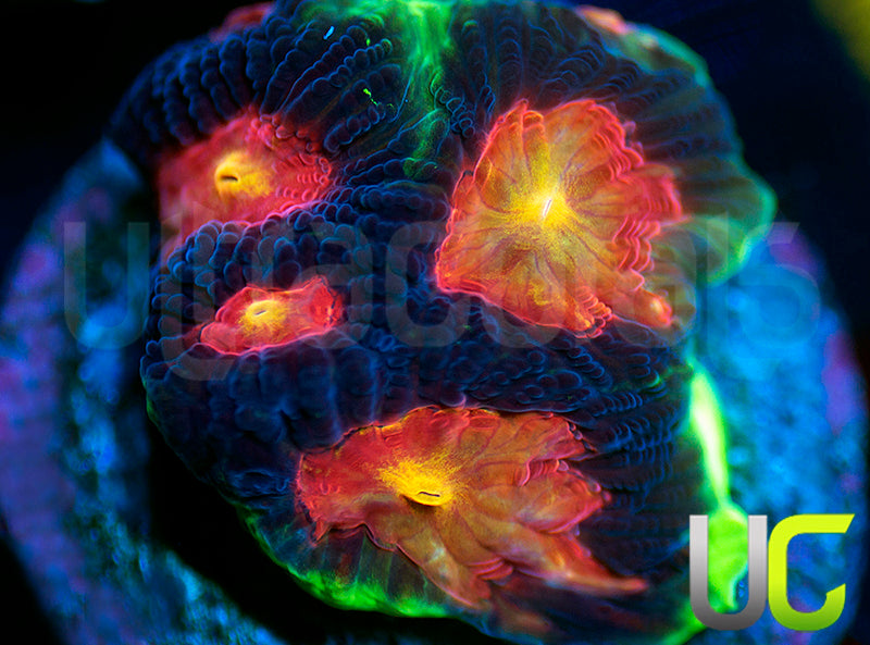 UC Ring Leader Favites