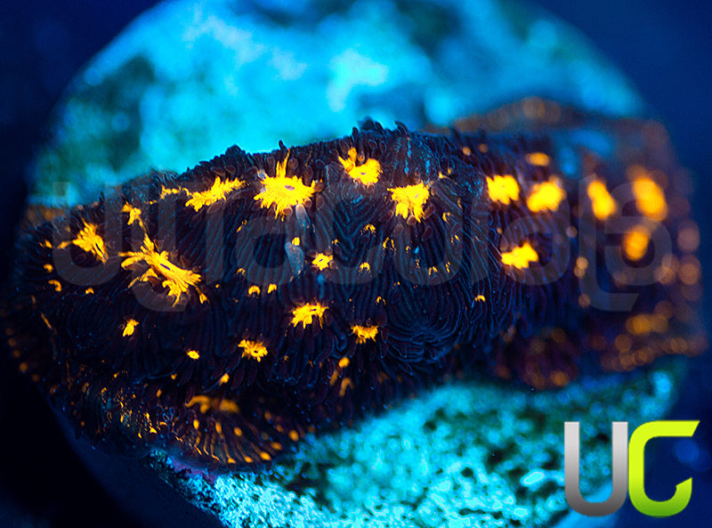 JF Outer Space Psammocora