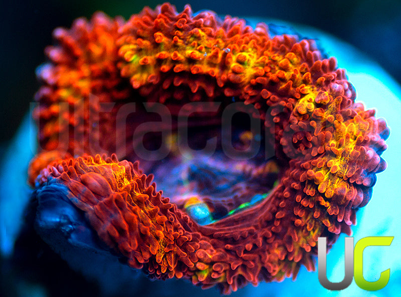 UC Agent X Micro Lord