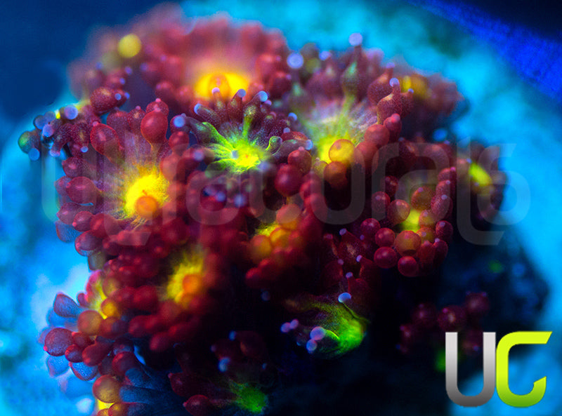 UC Party Crasher Micro Goni