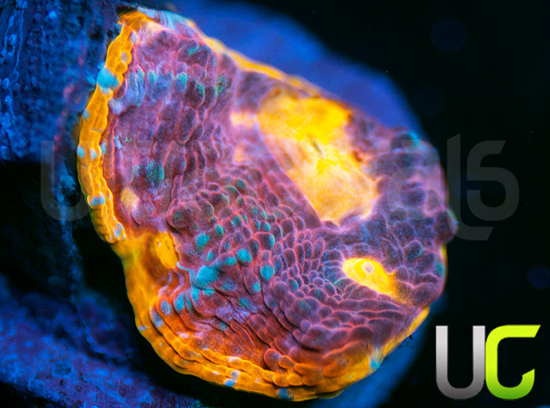 UC Pink Rainbow Chalice