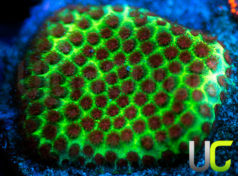 UC The Grinch Porites