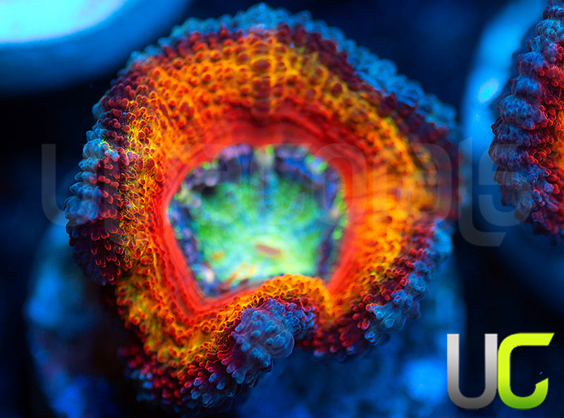 UC Blue Mystique Micro Lord