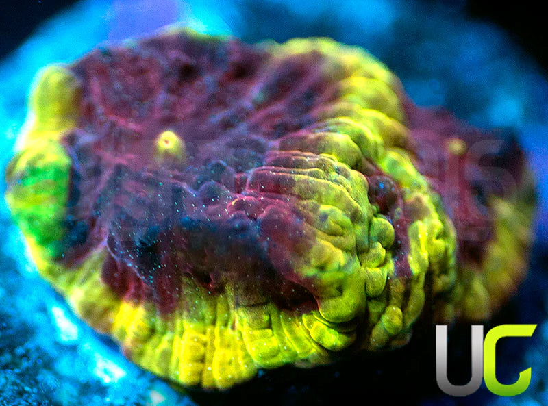 UC Sour Power Favites