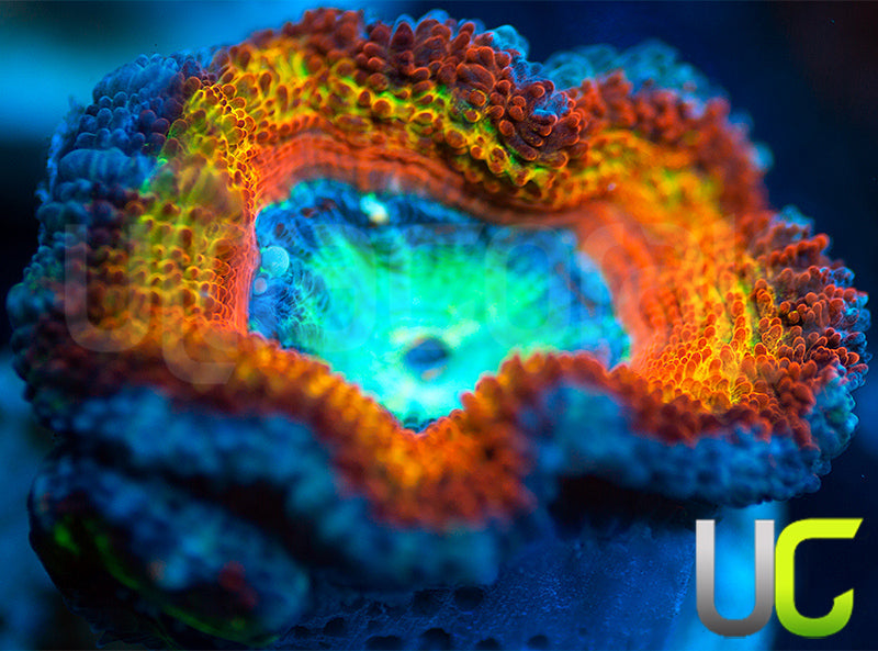 UC Blue Mystique Micro Lord