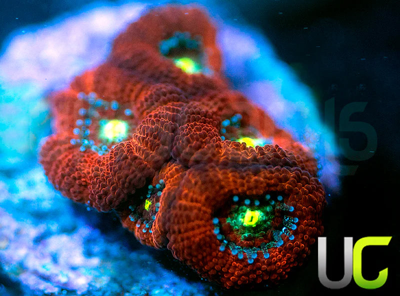 UC Red Ripper Micro Amakusensis