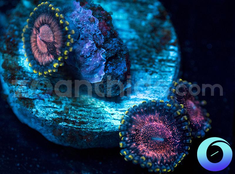 WWC Space Monster & Rose Nebula Combo