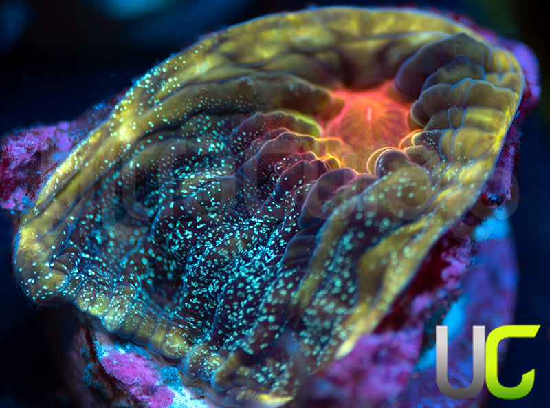 UC Cosplay Mycedium Chalice