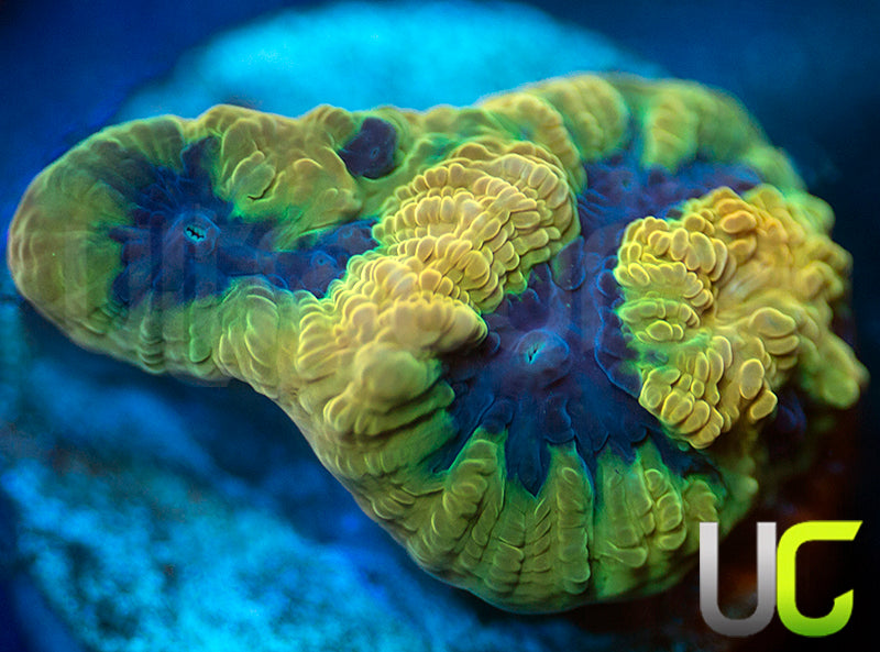 UC Mamba Jamba Favites