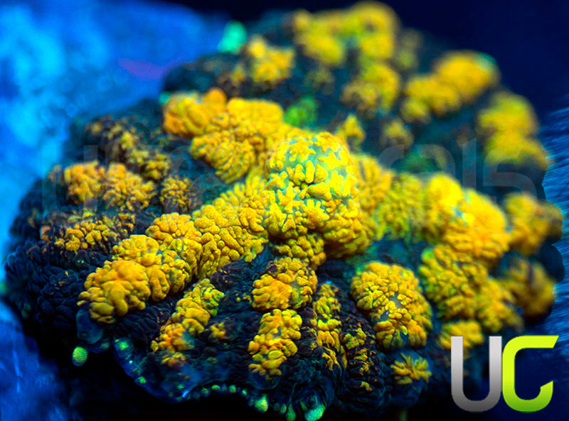 UC Yellow Sunburst Mushroom