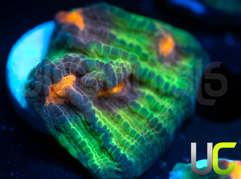 UC Jamberry Mycedium Chalice