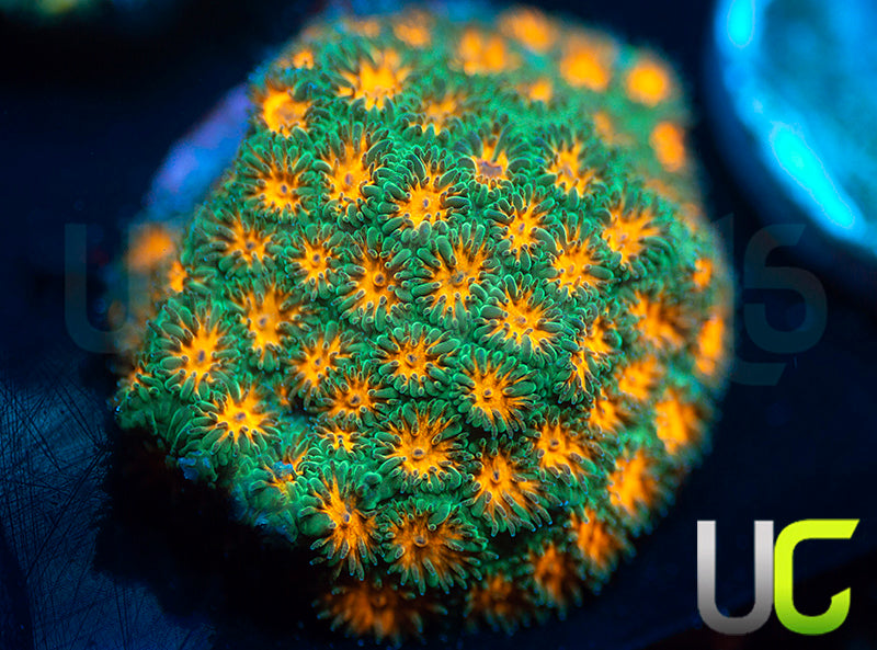 JF John Deere Leptastrea