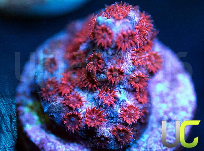 UC Cherry Bomb Cyphastrea