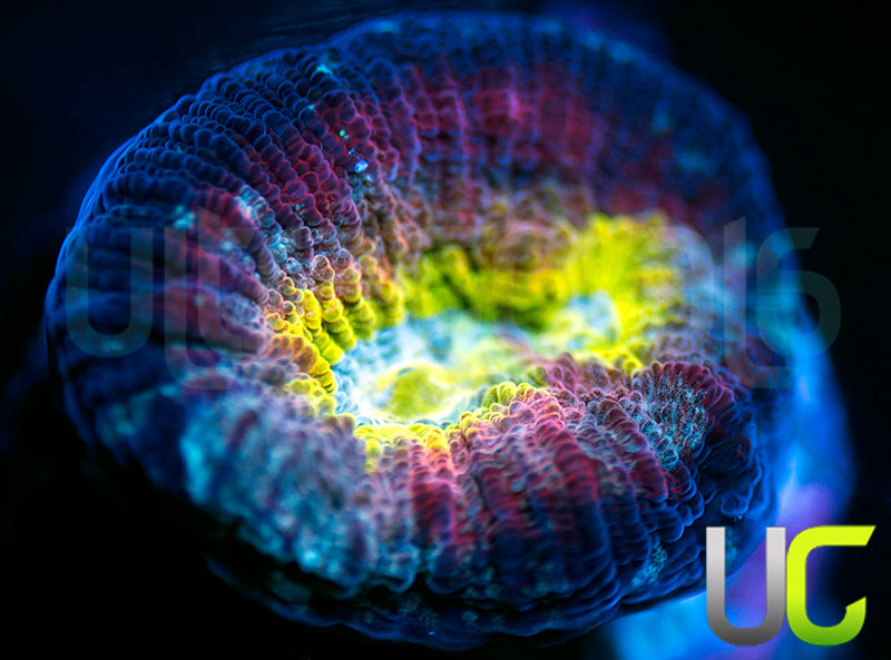 UC Regal Goniastrea