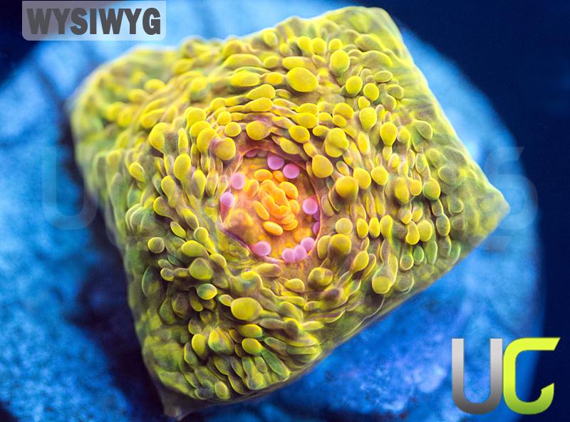 CB 3G Mummy Eye Chalice