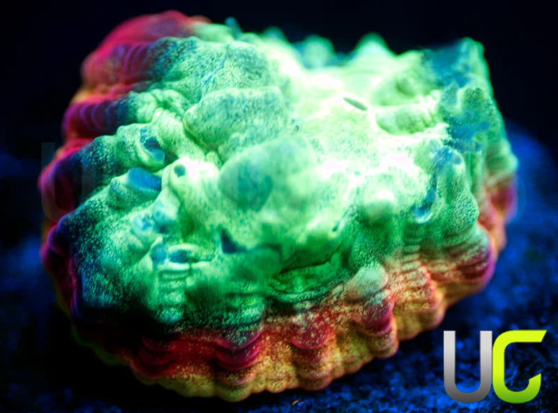 JF Psycho Rainbow Rim Favia