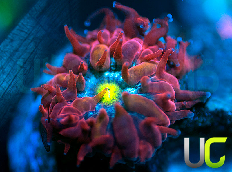 UC Nutcracker Blasto