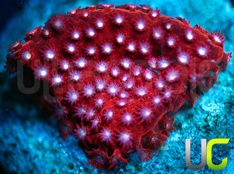 JF Scarlet Fever Stylo