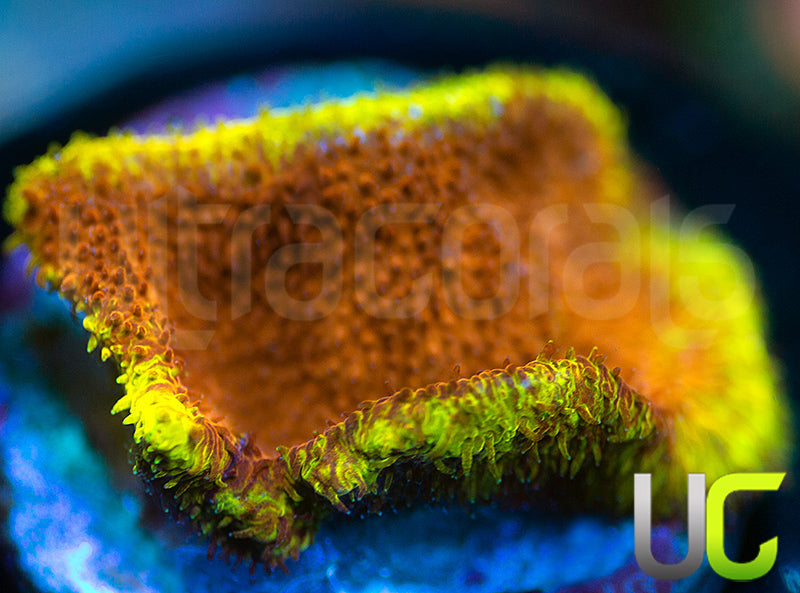 UC Mean Streak Branching Psammocora