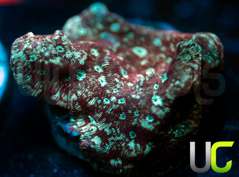 UC Phantom Splash Lepto