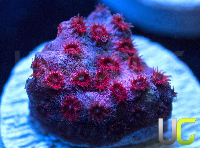 UC Cherry Bomb Cyphastrea