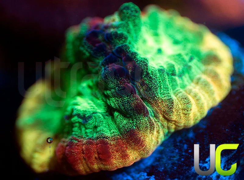 JF Psycho Rainbow Rim Favia