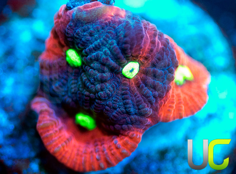 UC Pink Splash Favites