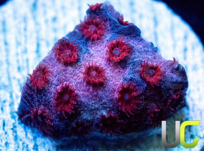 UC Cherry Bomb Cyphastrea