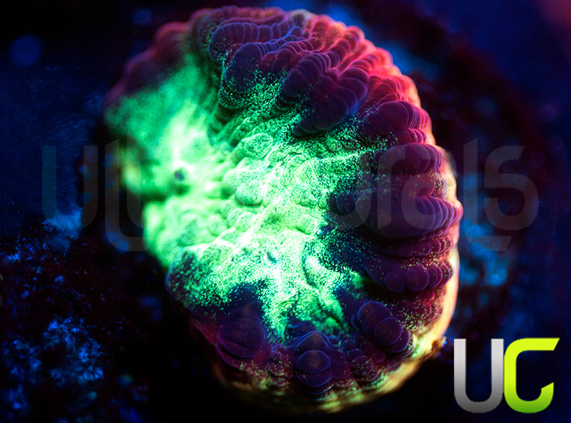 JF Psycho Rainbow Rim Favia