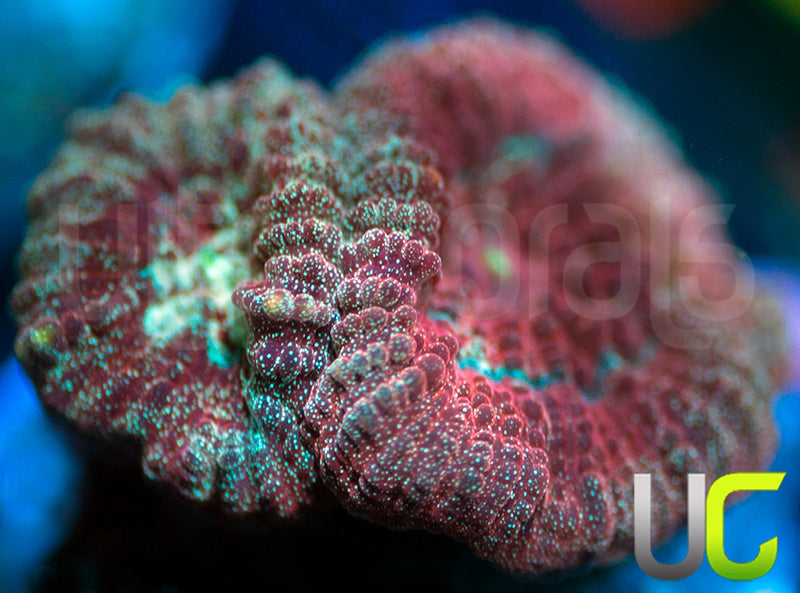 UC Blood Splash Favia