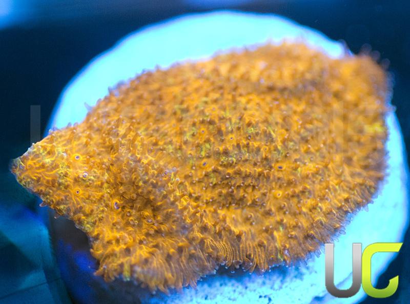 Watermelon Psammocora