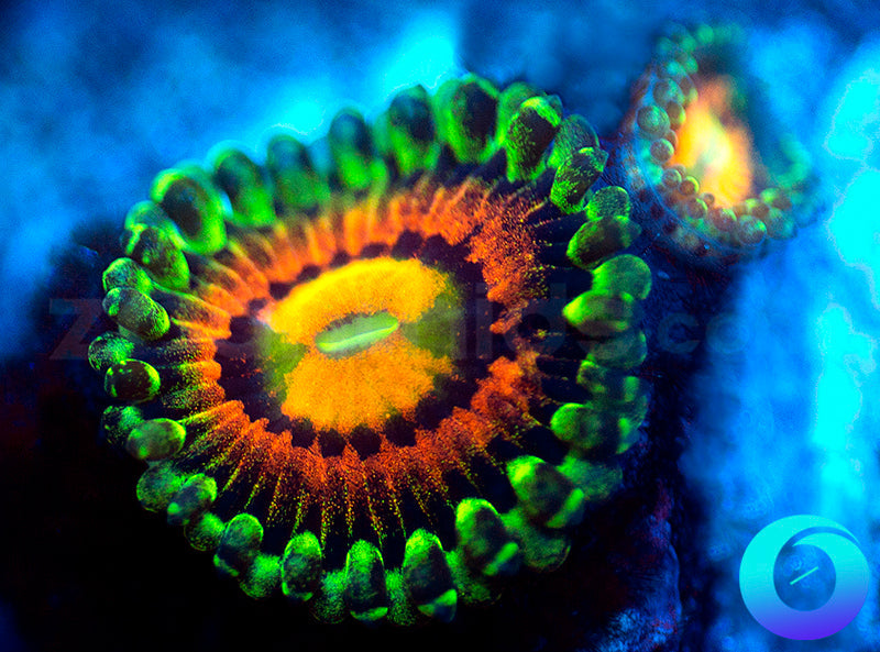 Rainbow Incinerators