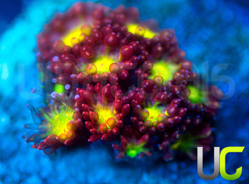 UC Party Crasher Micro Goni