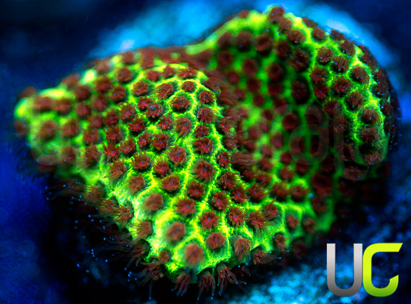 UC The Grinch Porites