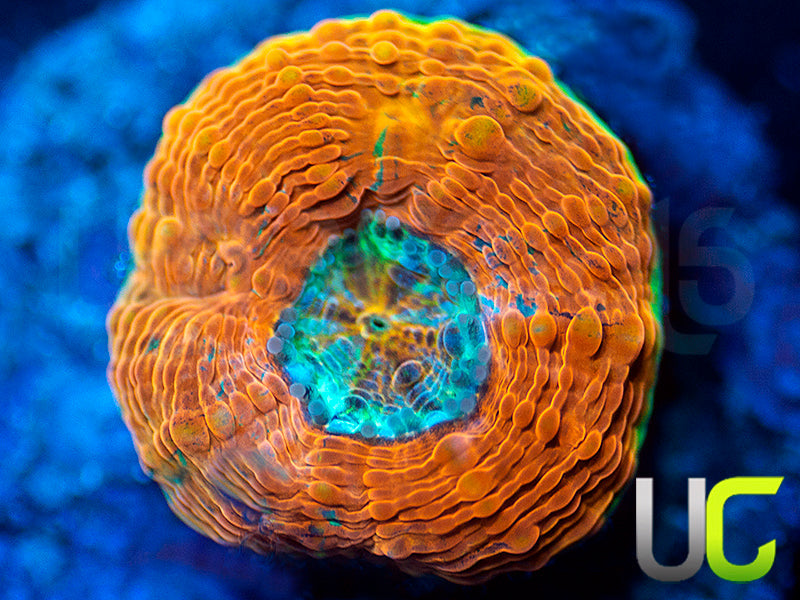 BigR Gumdrop Echinata