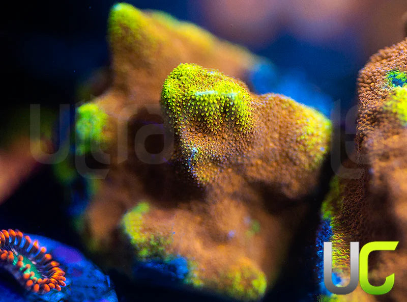 UC Mean Streak Branching Psammocora