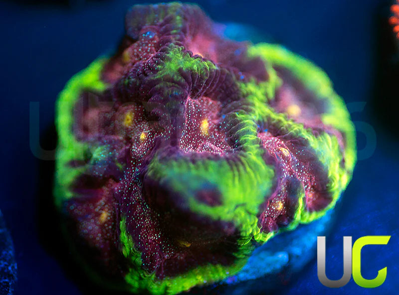 CB Tropical Thunder Favites