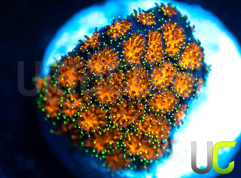 UC Lightning Tip Leptastrea