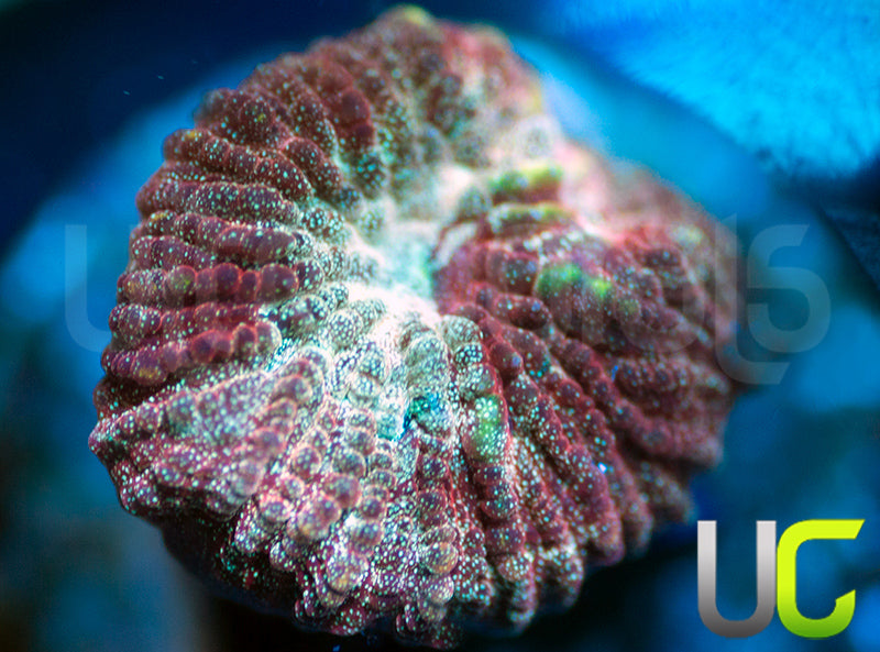 UC Blood Splash Favia