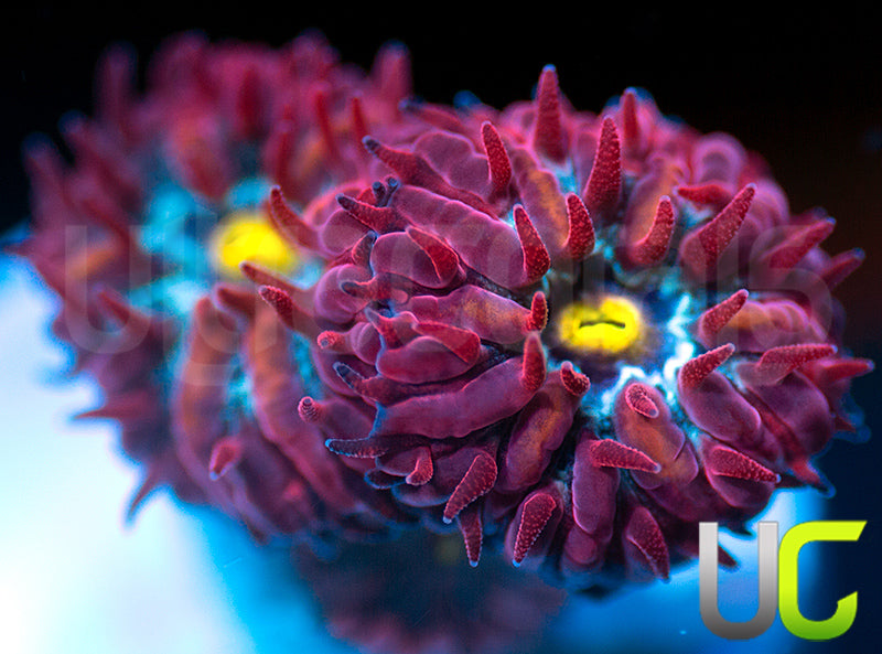 UC Boondocks Blastos