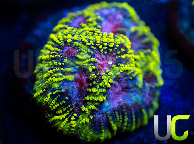 UC License to Kill Favia