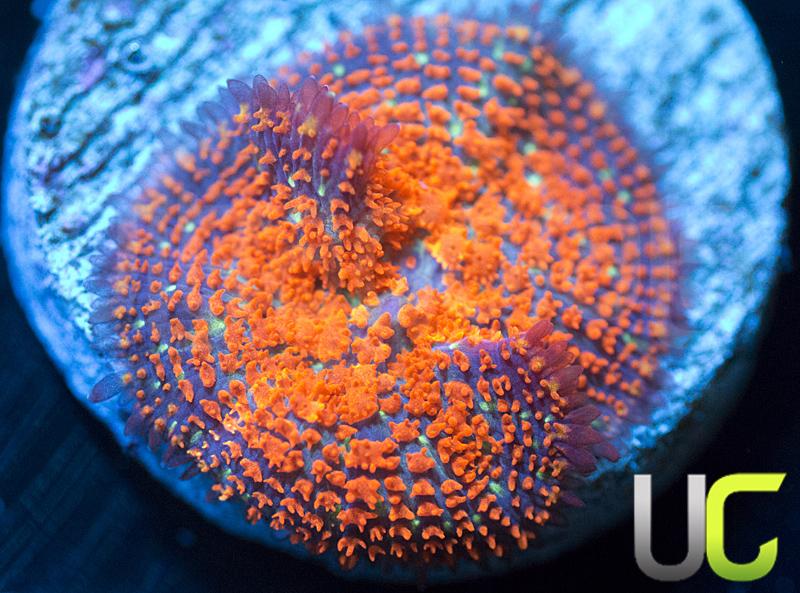 UC Forest Fire Rhodactis