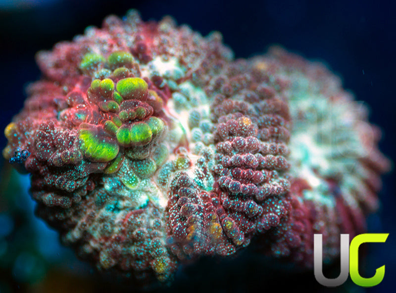 UC Blood Splash Favia