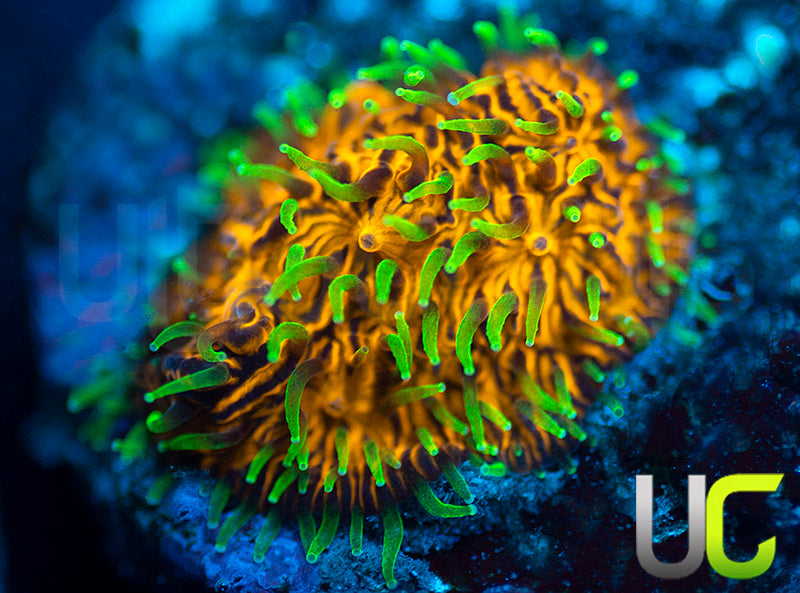 UC Fuzzy Navel Litho