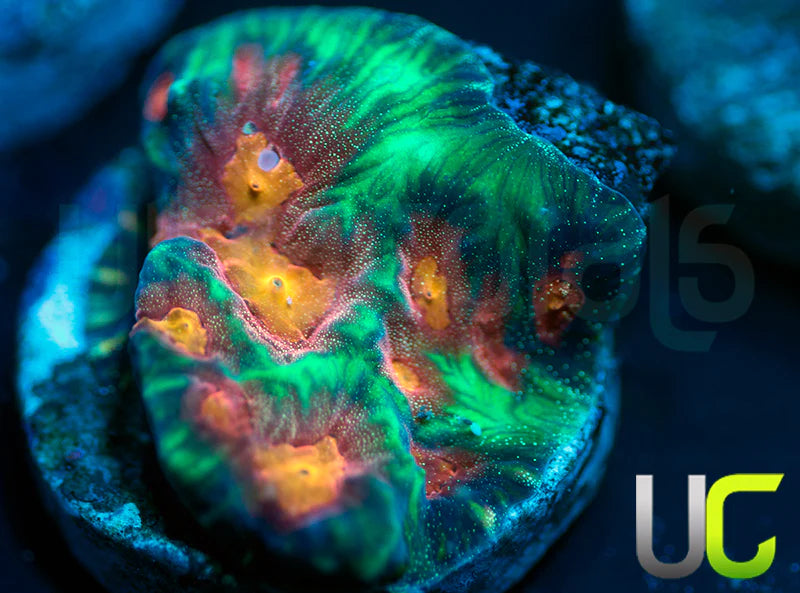 UC Pop Socket Favites