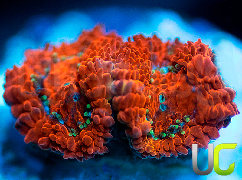 UC Watermelon Mojito Micro Amakusensis