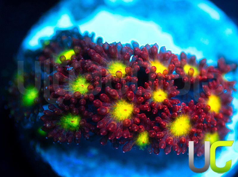 UC Party Crasher Micro Goni