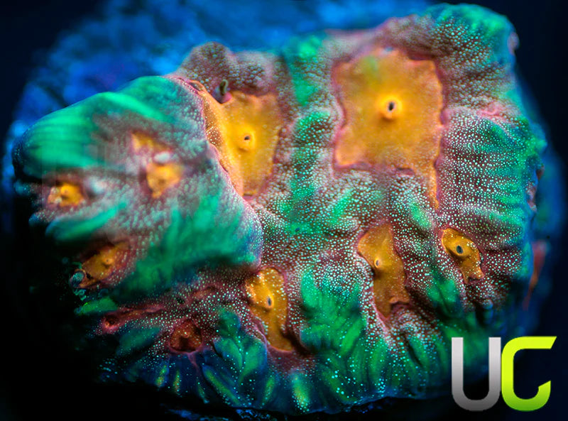 UC Pop Socket Favites